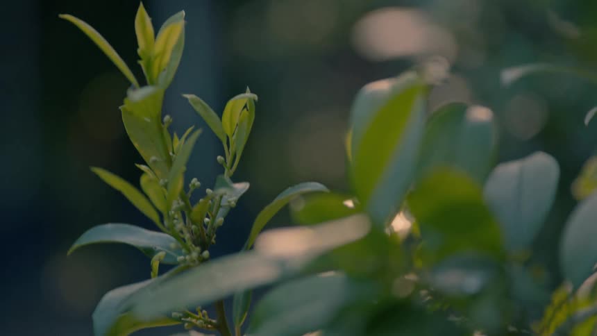 Close up of green leaves with buds on a tree