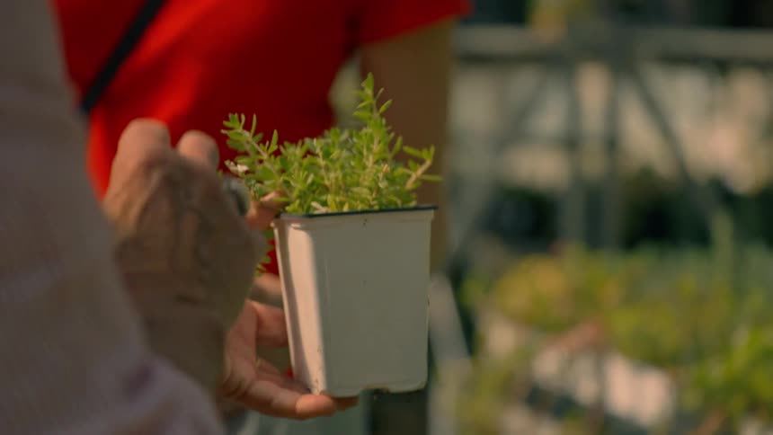 A woman in a red shirt reaches for a potted plant with green leaves held by a mans hand in an outdoor setting