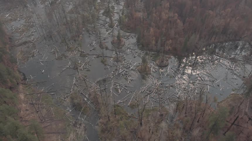 Aerial view of a lake with scattered logs and trees around