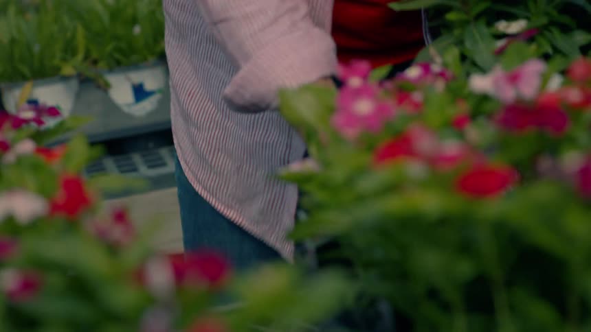Close up of a potted flower plant being arranged on a metal rack by a female gardener in an outdoor garden