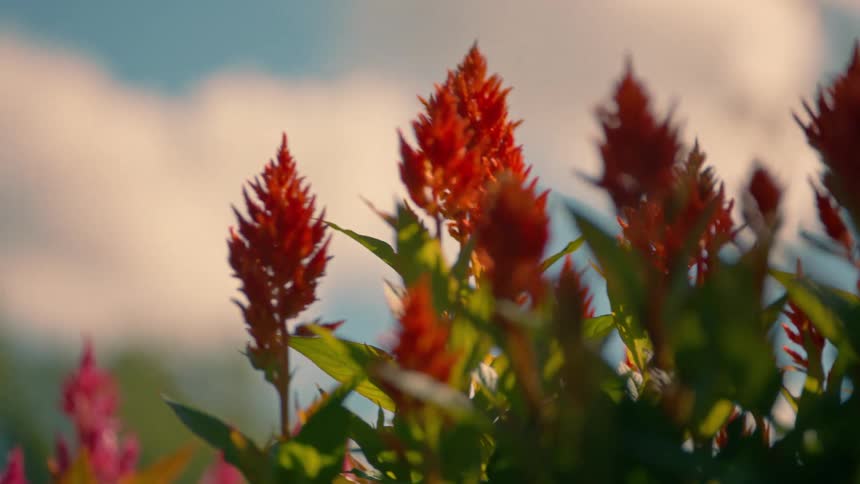 Red flowers and a blue sky with clouds