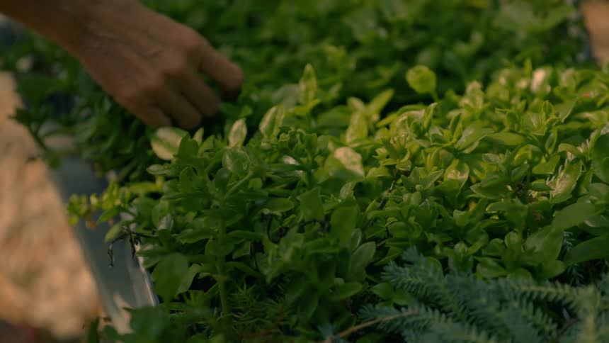 A persons hand gently tends to lush green plants in a garden or greenhouse