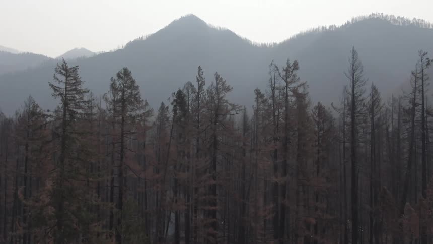 A forest woodland filled with dense trees with a mountain range visible in the background