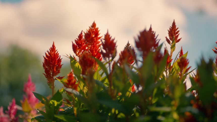 Red flowers outdoors and a sky with many clouds