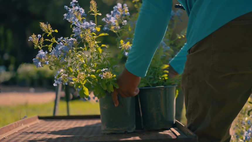 Two people handling flower pots outdoors