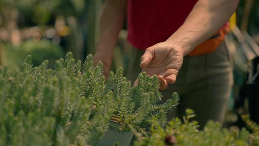 Two people examining a plant in a garden under the bright midday sun