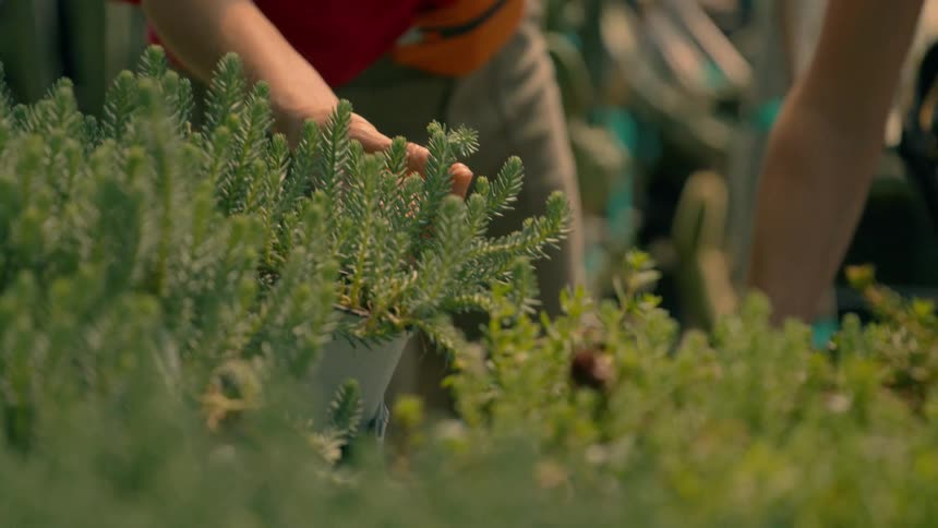 People in a natural environment with one of them picking up a potted plant