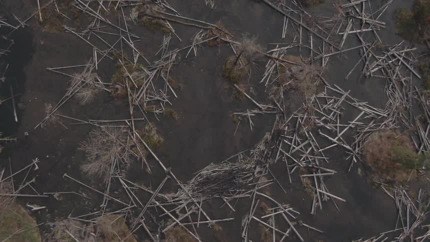 Aerial view of logs floating in a lake