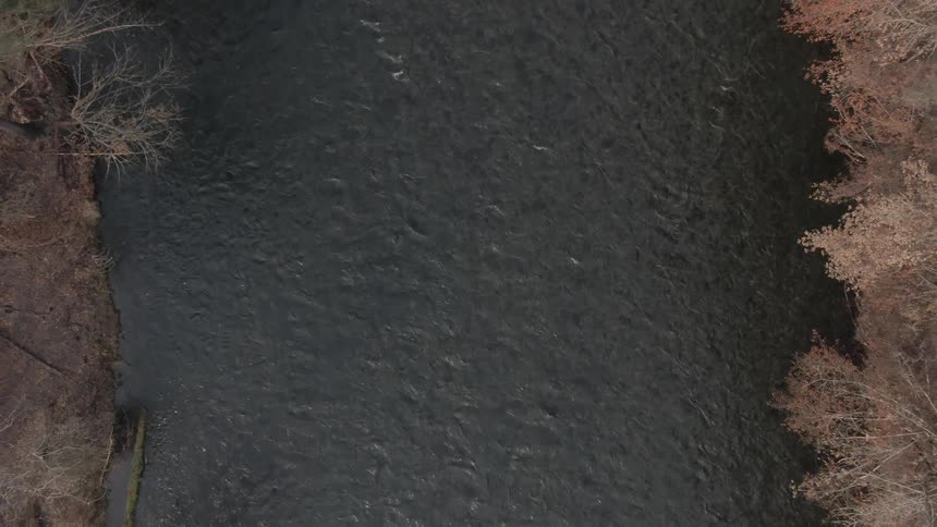 A river runs through a forest
