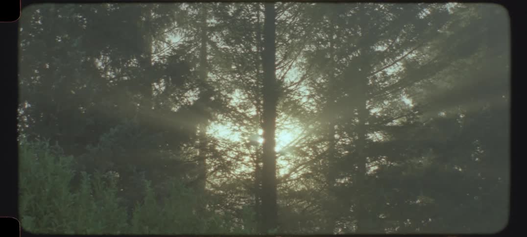The sun shines through the fog in the forest