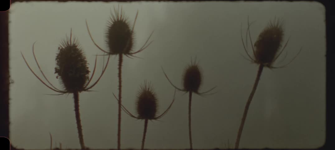 Close up of plant against a cloudy sky