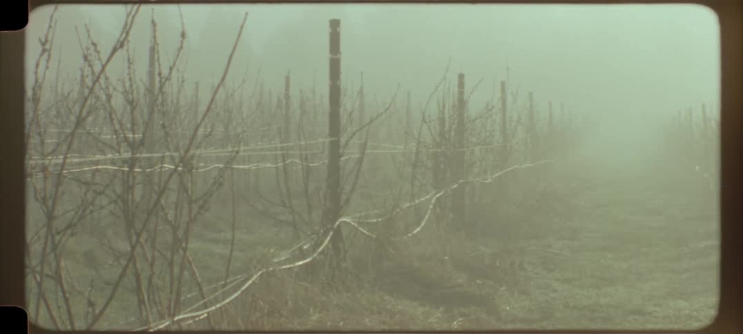 Agricultural area with fog