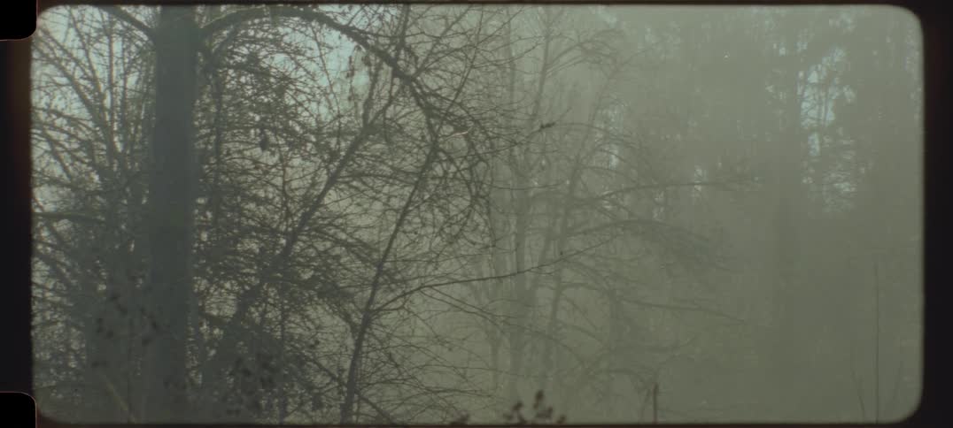 Foggy forest scene with bare trees and dense mist