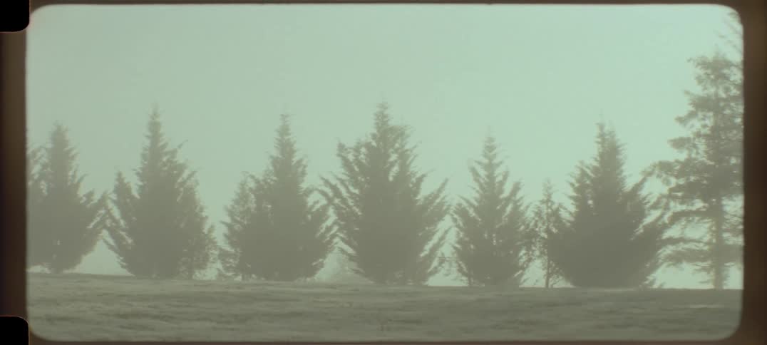 Trees in a field in a foggy area