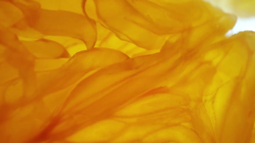 Abstract closeup on yellow organic matter