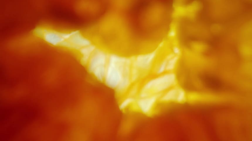 The inside of a yellow plant