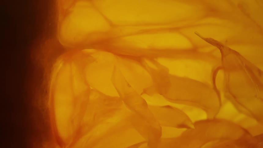 A closeup of a citrus fruit with visible seeds