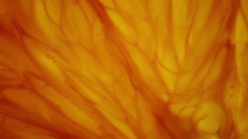 White light illuminates the translucent juice vesicles of an orange citrus fruit