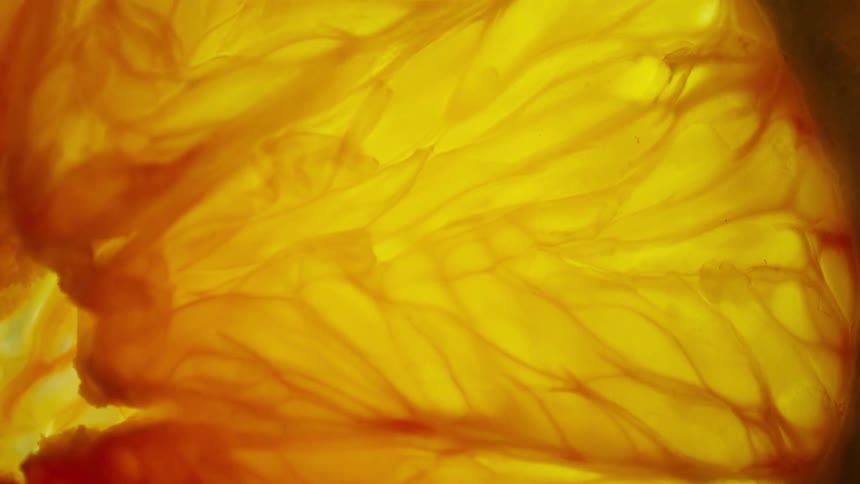 A close up of a mushroom
