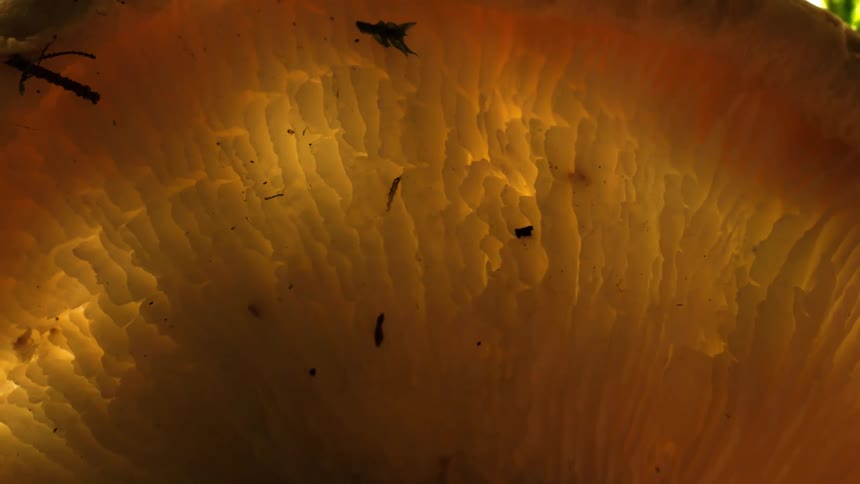 A closeup captures the textured underside of a mushroom cap with radiating gills in warm yellow and orange tones illuminated by a light source from behind