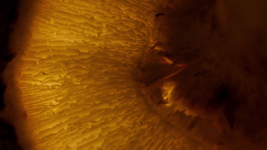 A yellow flower is turning slowly magnifying its texture against a black background