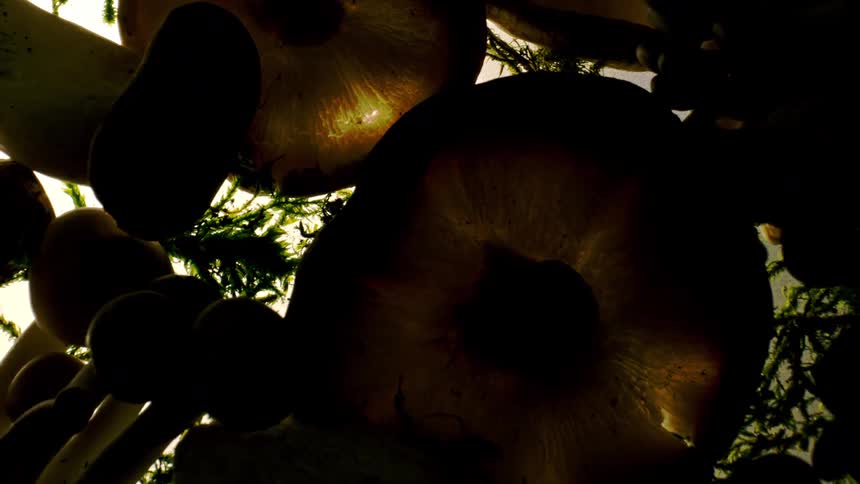Close up of planted mushrooms