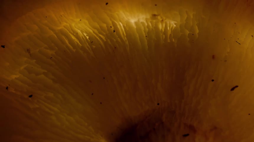 Close up of a mushroom