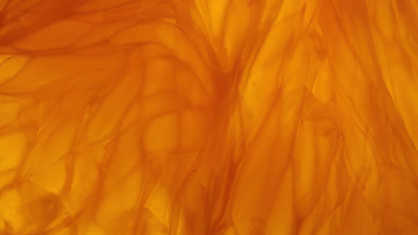 A vibrant closeup shows the intricate translucent orange and yellow segments of a citrus fruit