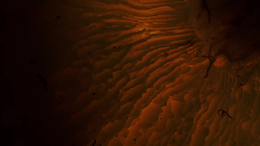An extreme close up of a mushroom