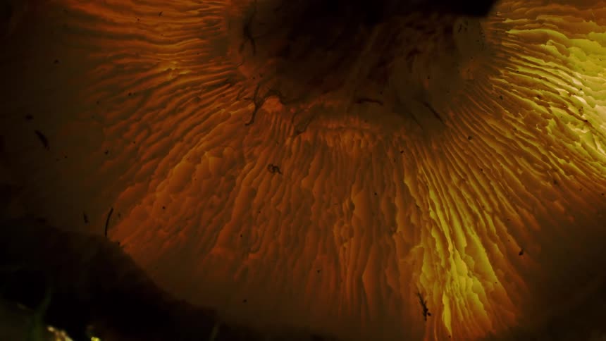 Zooming in on a mushroom
