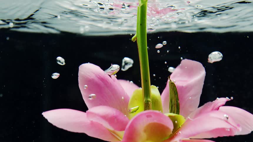 A pink flower is captured underwater as it floats just beneath the surface