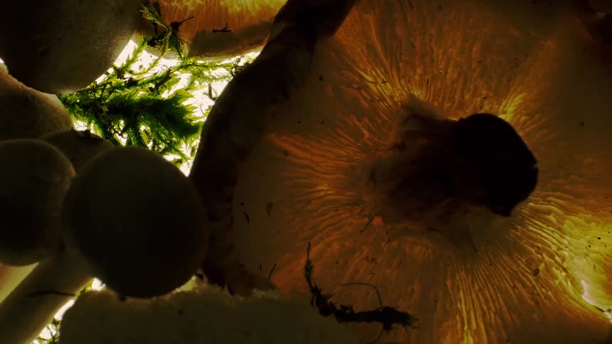 A backlit closeup of various mushrooms and moss captured from below