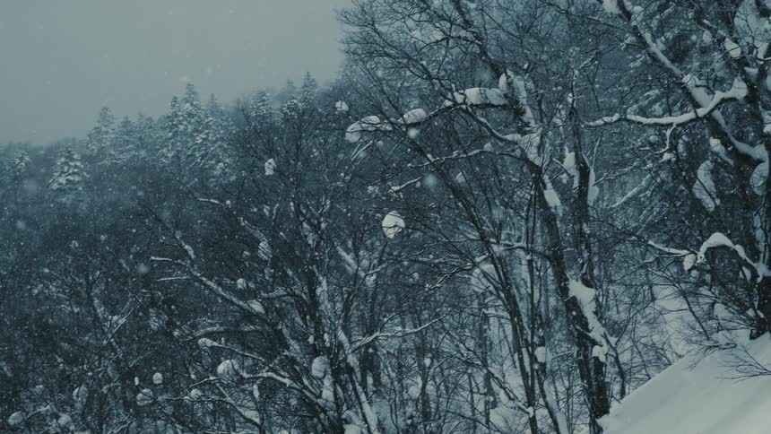 Snowcovered trees densely fill a quiet frozen forest on a mountainside during heavy snowfall