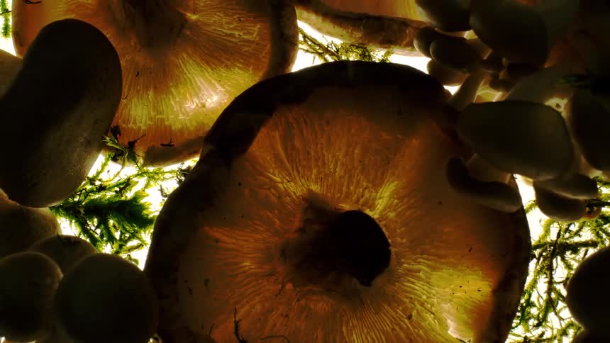 A group of mushrooms are on display
