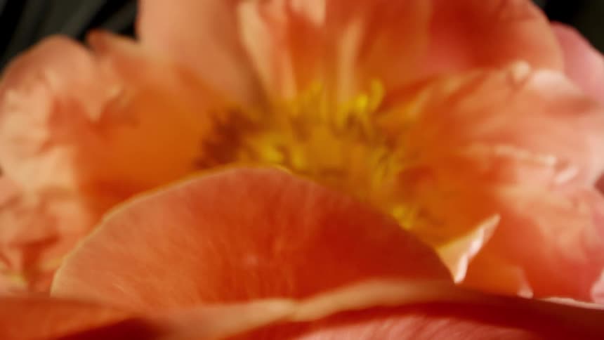 Close up of orange and pink flowers