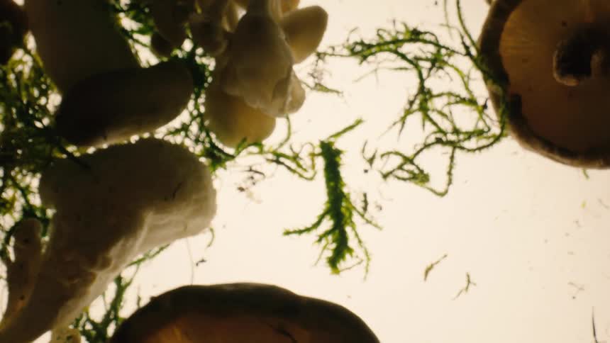 A lowangle shot reveals various mushrooms with white stems and brown caps mixed with green moss against a bright diffused background