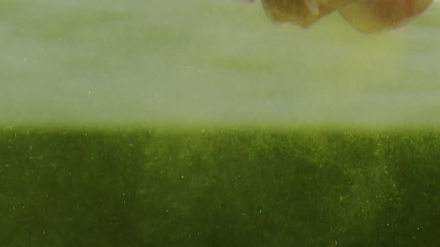 Trash floating on the surface of a river