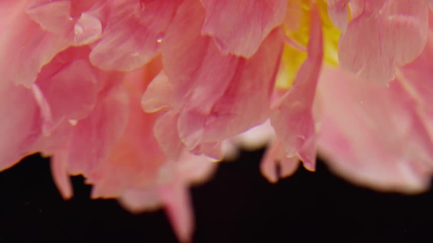 Pink flower submerged in water
