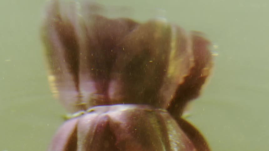 Rippling water mirrors the reflection of a purple flower with a gray clouded background at sunset