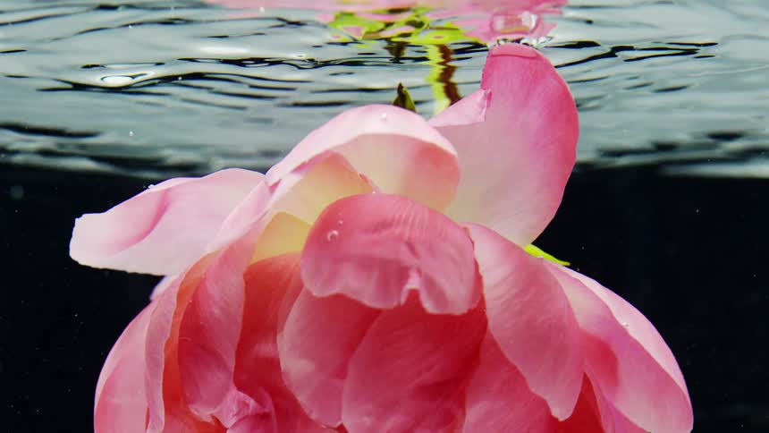 A vibrant pink flower is submerged in clear water with ripples visible on the surface against a dark background