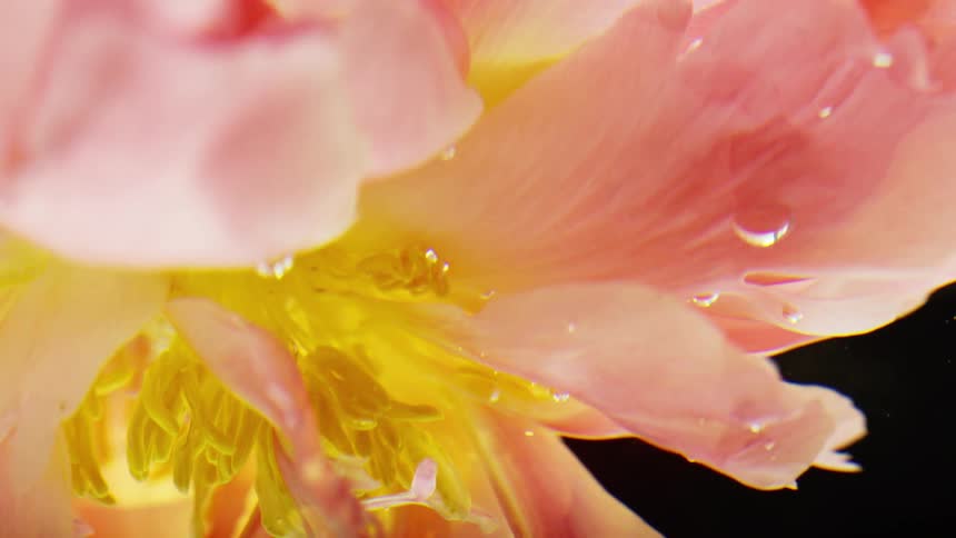 An extreme macro shot captures the soft pink and yellow petals of a flower submerged in water against a dark background