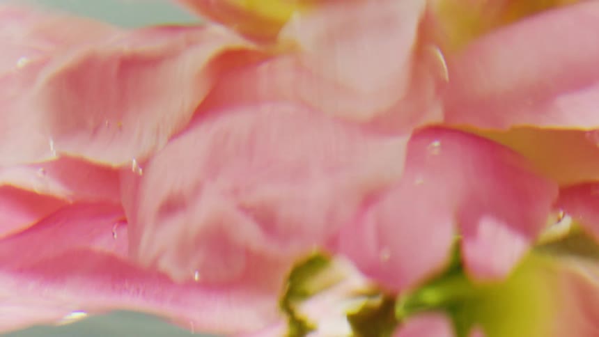 Bubbles cling to the petals of a flower rotating underwater