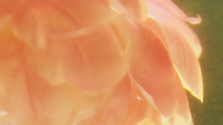A flower plant spinning in circle
