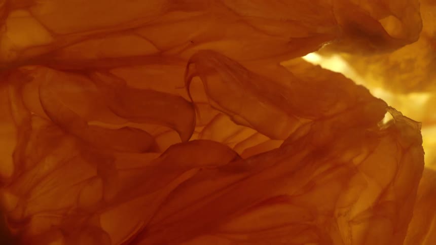 Closeup texture of an orange citrus fruit as the light brighten and dims