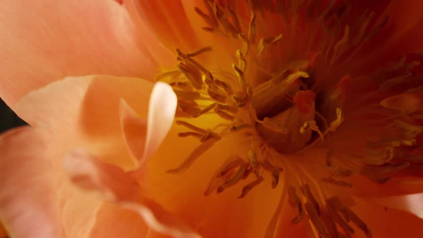 An extreme close up of a pink flower