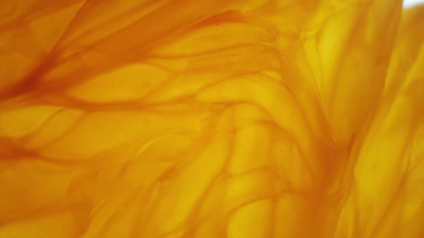 Light shines through the slice of fruit