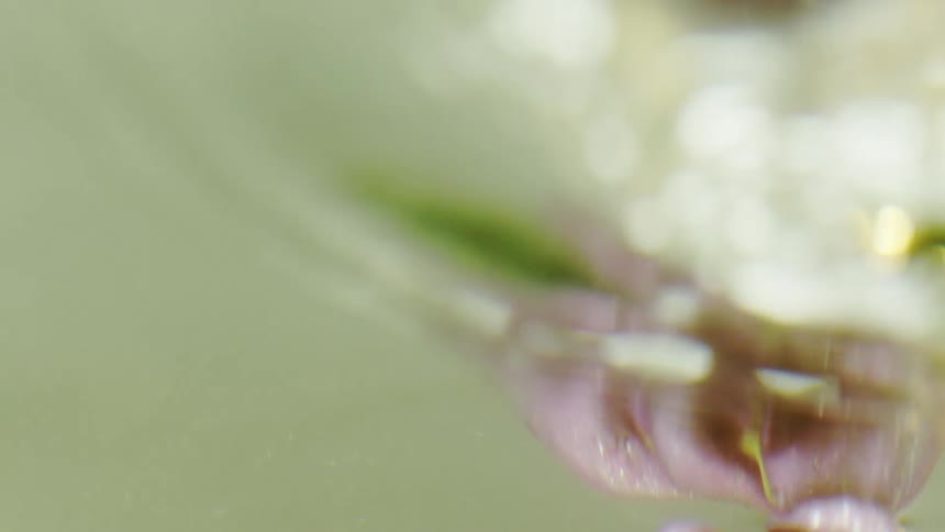 The flower is wet and floating underwater