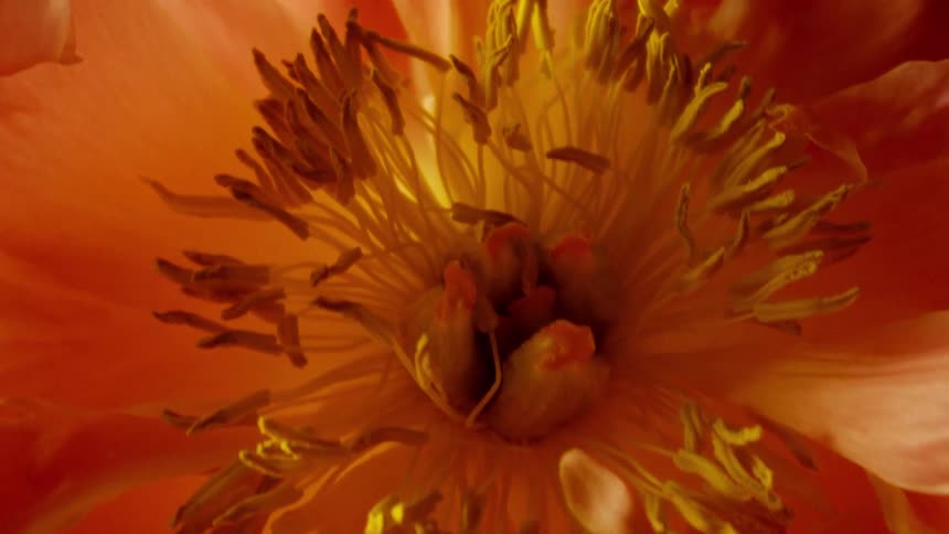 Petals of a pink flower with a yellow center move around slightly