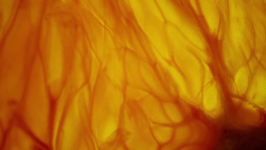 A close up of a mushroom