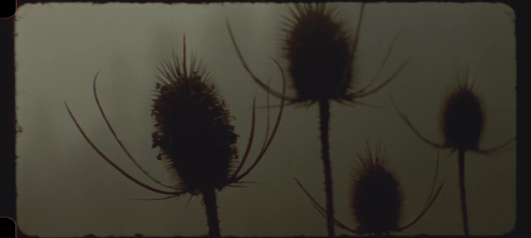 Close up of flowers against a cloudy sky